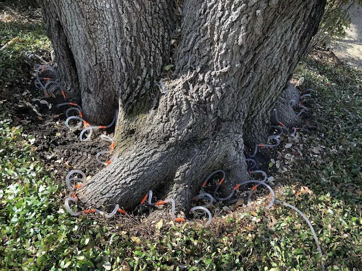 Detailed Tree Cabling and Bracing job site in Hahnville