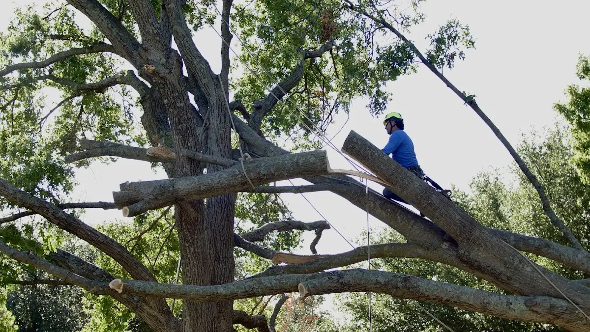 Professional Crown Thinning performed by certified arborists in Hahnville