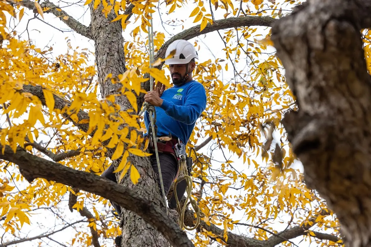 Skilled Tree Planing crew working in Hahnville